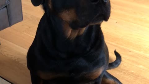 Dog Drools for Her Dessert