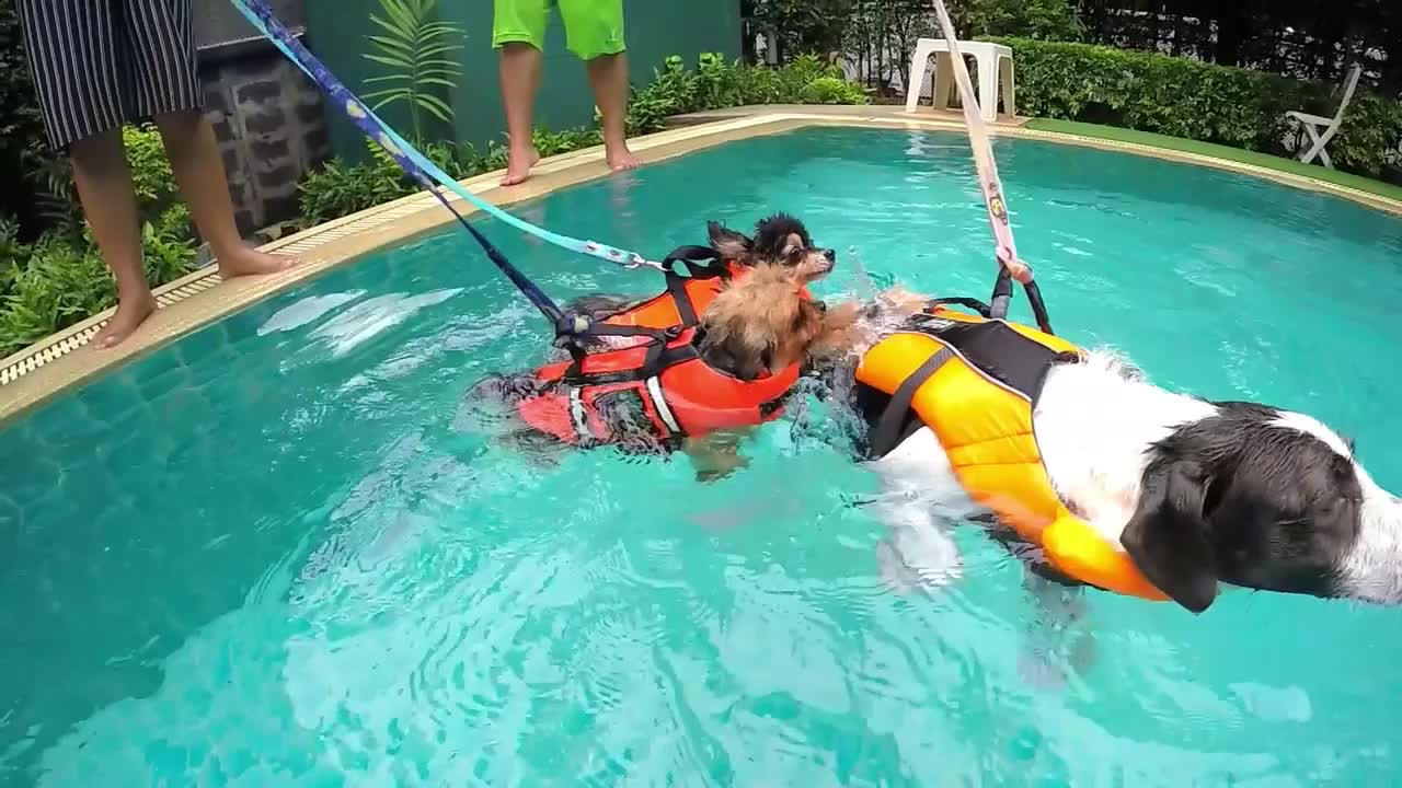 Group of Cute Dogs Training In Swimming Pool