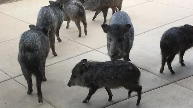 Wild Pigs Make a Visit to Arizona Home