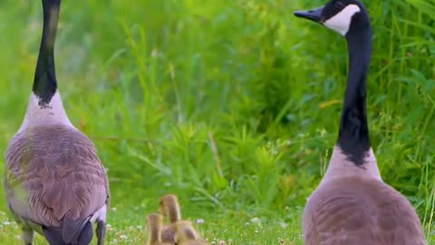 Graceful Geese: Nature's Elegance in Motion"