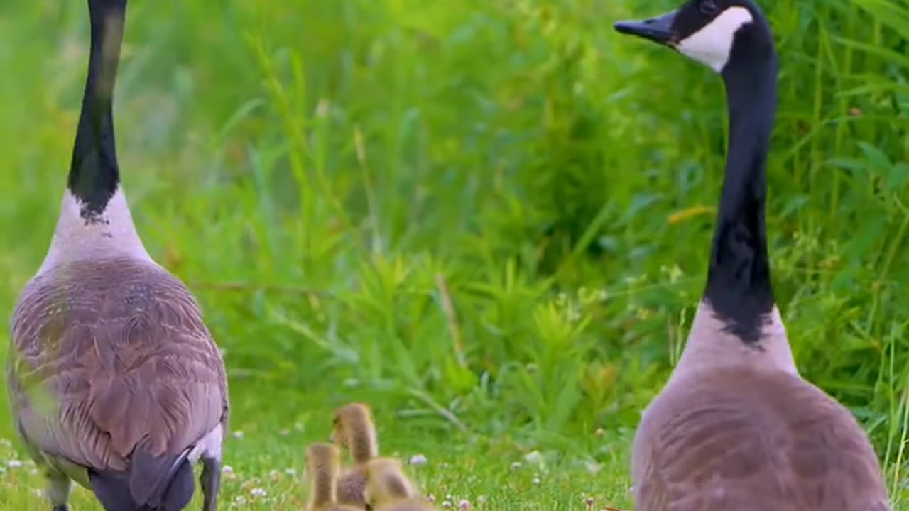Graceful Geese: Nature's Elegance in Motion"