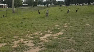 CEMETERY KANGAROOS