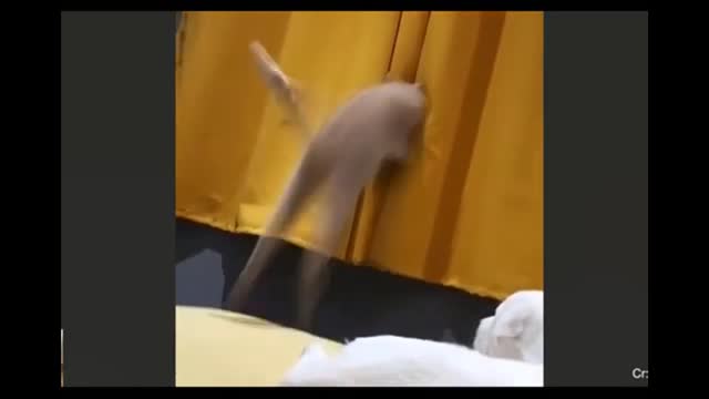 Cat tries to jump out the window, but something goes wrong