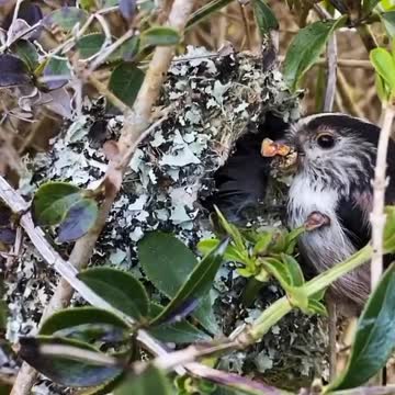 The silver-throated long-tailed tit uses leaf-like