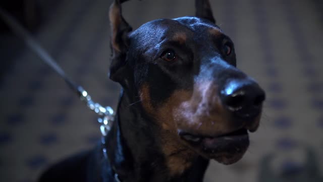 Doberman Guardian