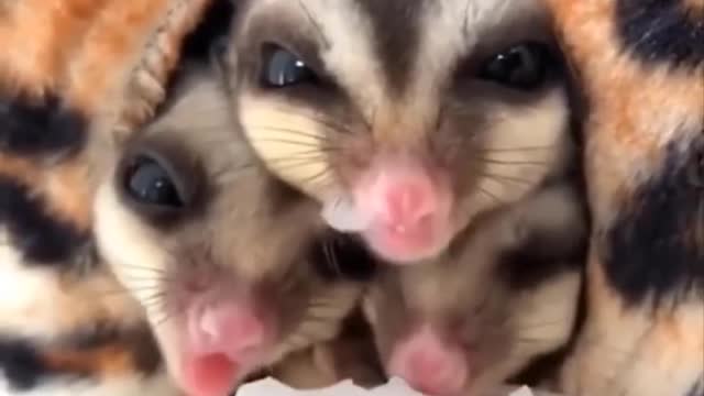 Animals SoO Cute! Cute baby animals Videos Compilation