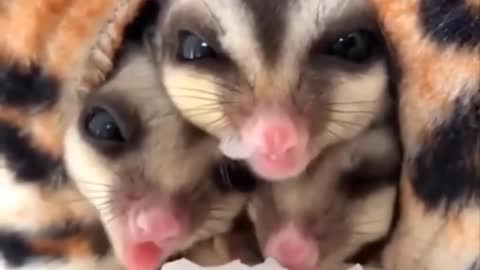 Animals SoO Cute! Cute baby animals Videos Compilation