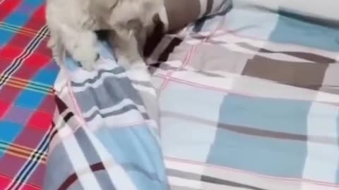 Funny Pets Moment #32