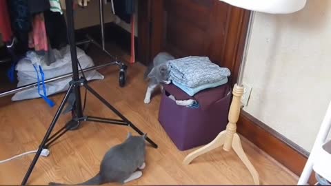 CURIOUS CATS GOT INSIDE MY SECRET EBAY ROOM | OFF LIMITS TO CATS SUPER FUNNY ANIMAL VIDEO.