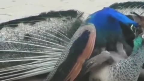 Wildlife in closer view with a natural perspective.