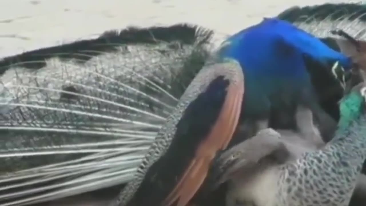 Wildlife in closer view with a natural perspective.
