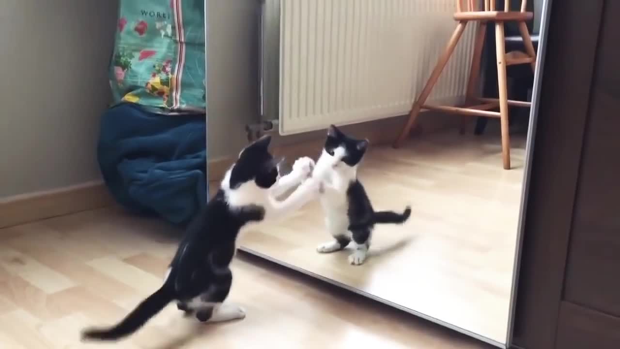 Funny and cute cat playing with mirror