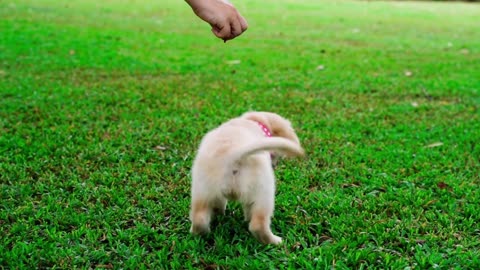 cute puppy playing with its owner