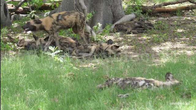 Amazing Information About African Wild Dog - African Wolf_Cut.mp4