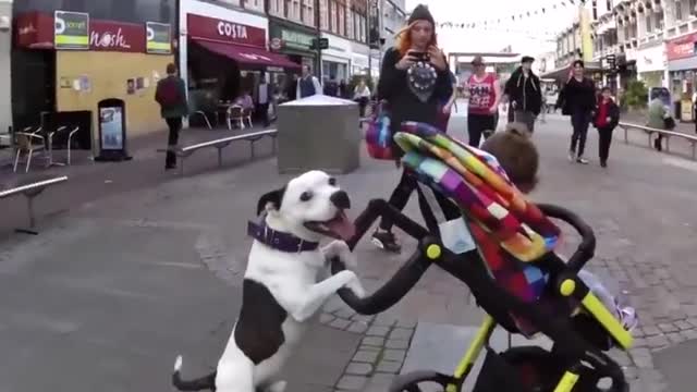 Lindos perros y bebés adorables