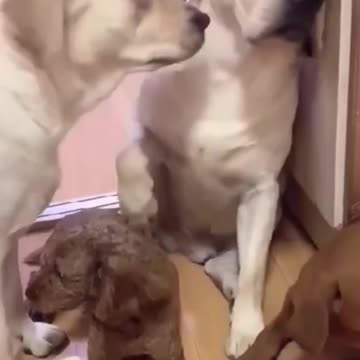 TRY NOT TO LAUGH - Funny Dogs 😍🤣🤣100