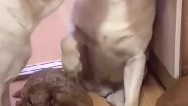 TRY NOT TO LAUGH - Funny Dogs 😍🤣🤣100