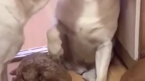 TRY NOT TO LAUGH - Funny Dogs 😍🤣🤣100
