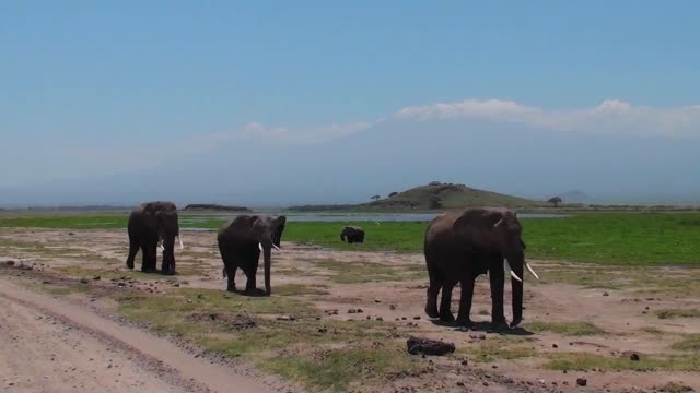 a herd of elephants approaches with mt kilimanjaro in the background