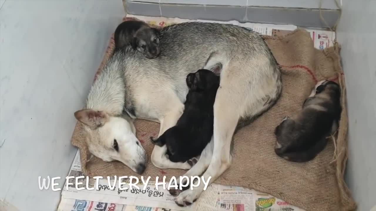 Mother dog helps puppies