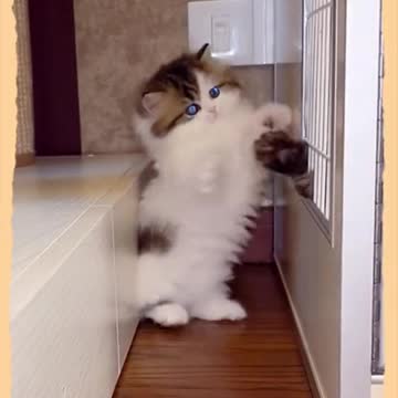 My cute little cat funny videos