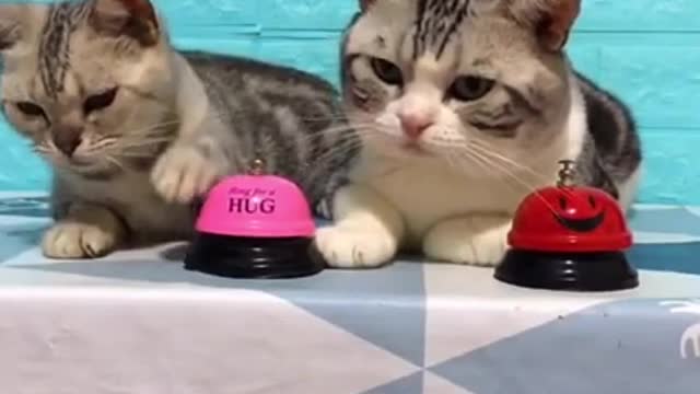 Cute Cats are Playing with Bell