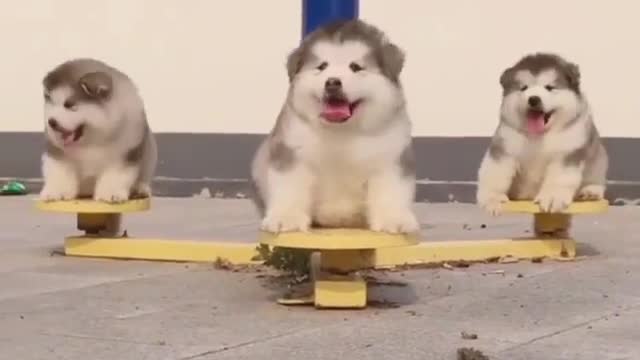 Have you ever been cute enough by these three dogs