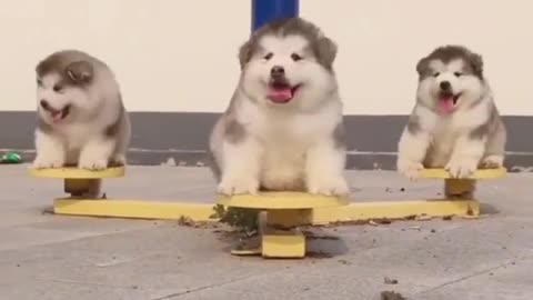 Have you ever been cute enough by these three dogs