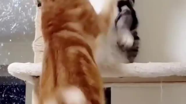 Cat fight