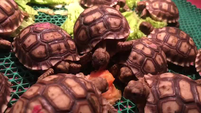 Cute and adorable sulcata turtle eating vegetables at night