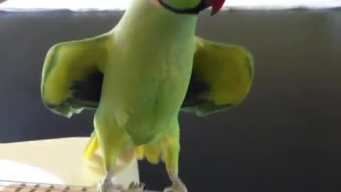 parrot guitar