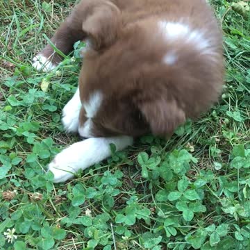 Border Collie Puppy Searching For 4 Leaf Clover