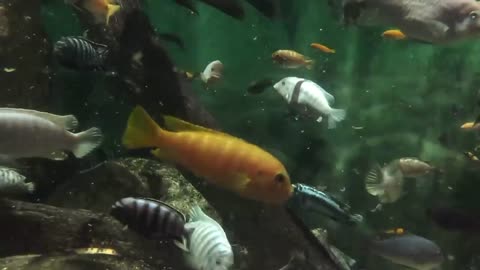 Macro_Shot_of_Fish_in_Water