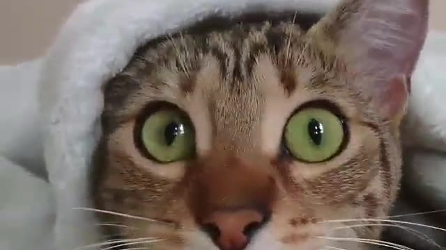 Funny Cat - When the cat watching horror movies - A cat hiding under the blanket