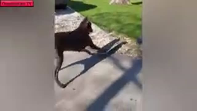 Determined fawn tries everything to get dog to play