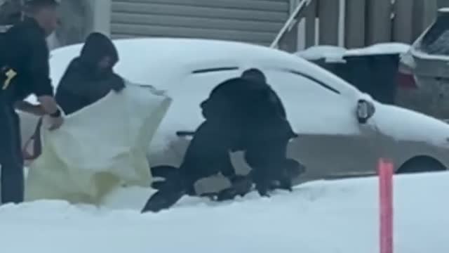 Canadian Police Try to Catch Seal