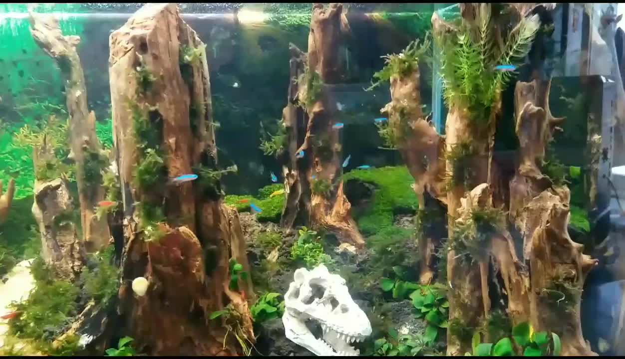 Stunning Aquarium & The Best Relax Music