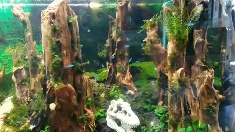 Stunning Aquarium & The Best Relax Music