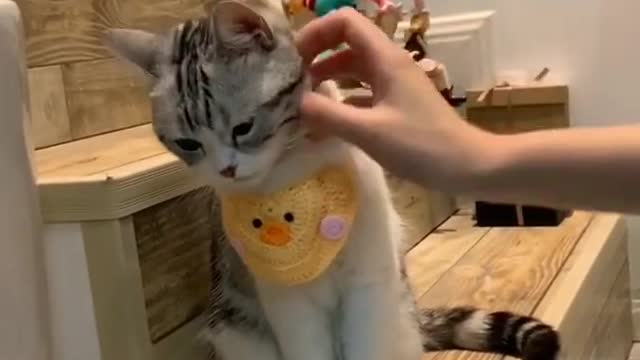 Lovely Baby Cat, Funny cats 😹 Cute and Funny Animals Compilation