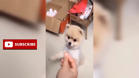 Cute Dogs Videos 🐶 Funny Dogs 🐶🐶