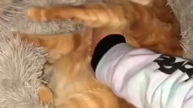 Dogs Vs Cats