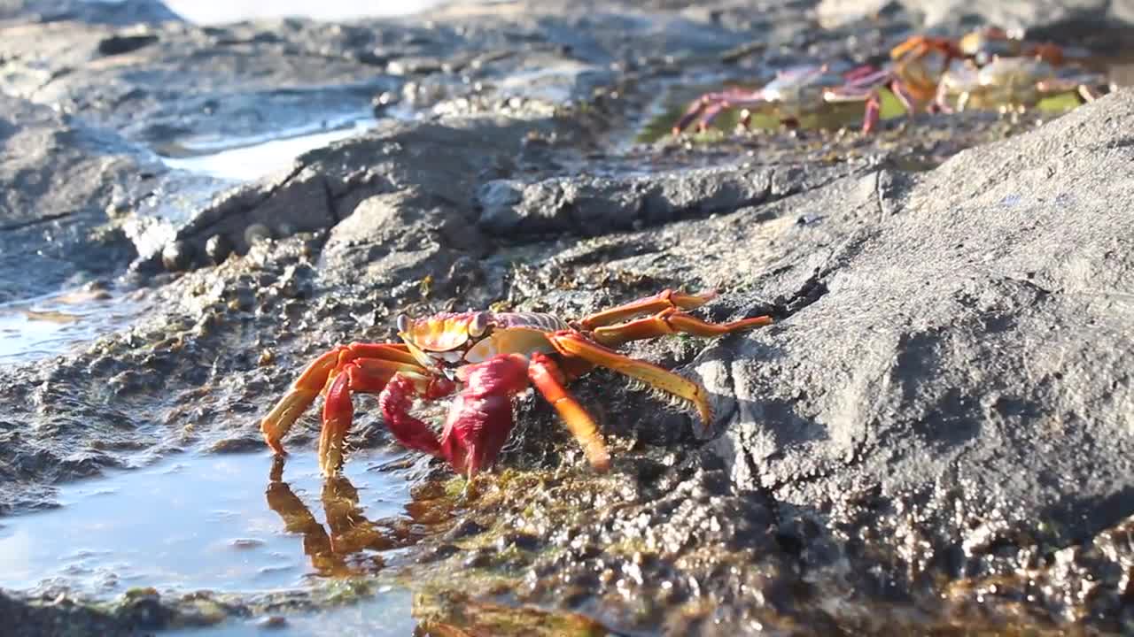 CRAB IN FERNANDO DE NORONHA