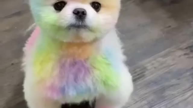 Latest version of the year |Lovely baby dog|Interesting pet dogs and cats