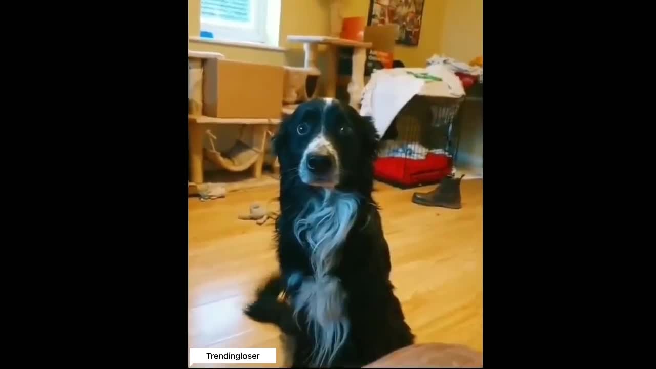 Dog's reaction after this