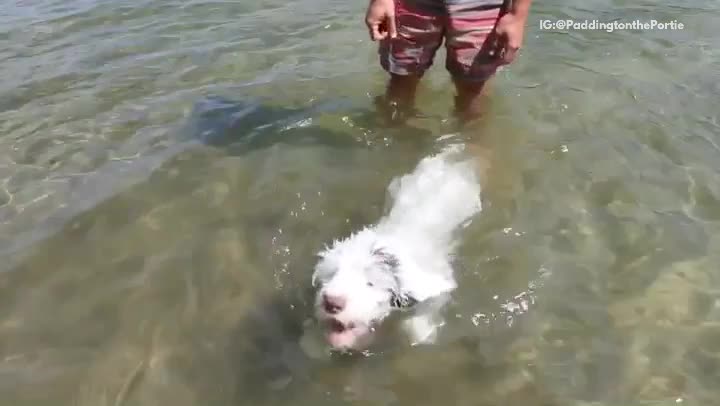 White dog swims in lake eats treats