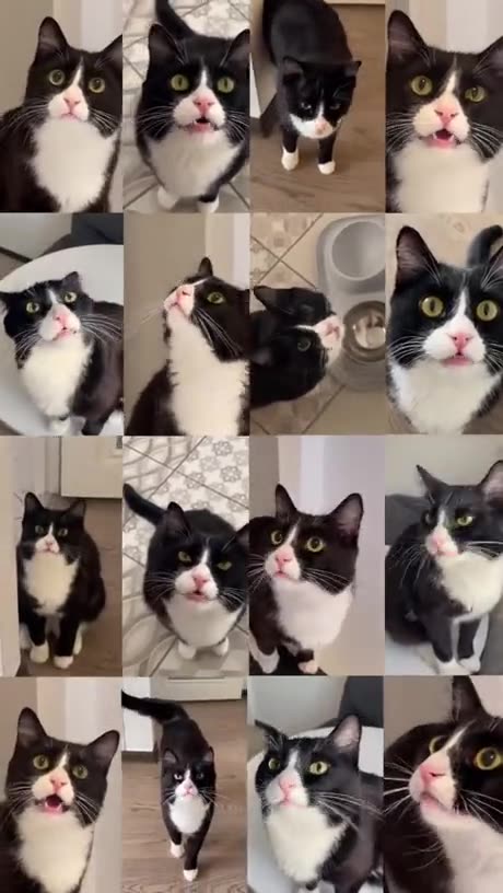 Reason they invented the internet 😹