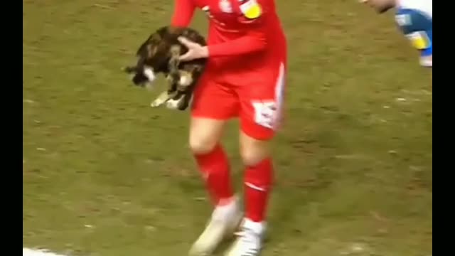 Animals in football