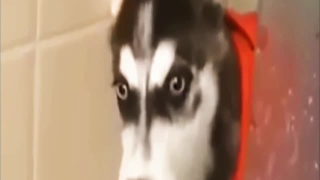 The dog would have made a good actor as an individual