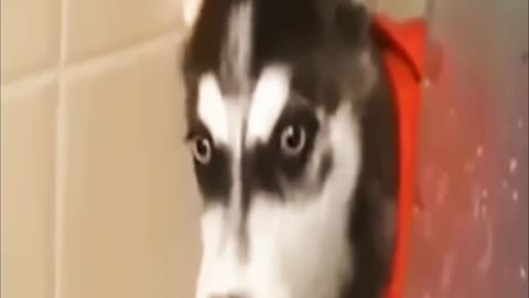 The dog would have made a good actor as an individual