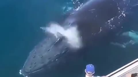 Fish,### fish lover ❤️ video ✓✓# fish #